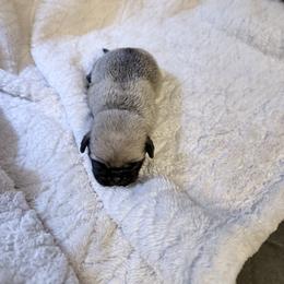 Patrick - Fawn male Pug puppy in Moorefield, West Virginia from Wratchford Farms