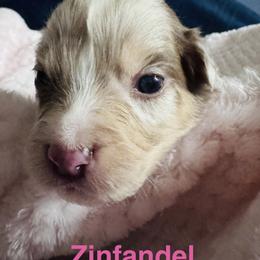 Zinfadel - Red merle female Australian Shepherd puppy in Wrightstown, New Jersey from Hartzland Farm Australian Shepherds
