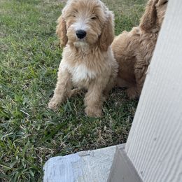 Goldendoodle and Poodle Puppies from Painted Rose Poodles and Doodles