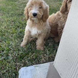 Goldendoodle and Poodle Puppies from Painted Rose Poodles and Doodles