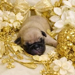 Apricot Boy - Fawn male Pug puppy in Tulsa, Oklahoma from Locust Creek Pugs