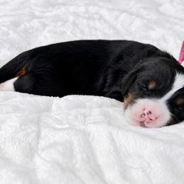 Beth pink collar - Tri-color female Bernedoodle puppy in Boynton Beach, Florida from Lolli’s Bernedoodles