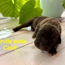 Cash - Brindle male Great Dane puppy in Aldie, Virginia from High Point Mountain Danes