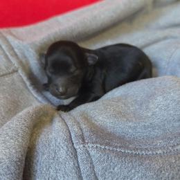 Solstice (Sol) - Black female Cockapoo puppy in Ellensburg, Washington from Dawn to Dusk Cockapoos