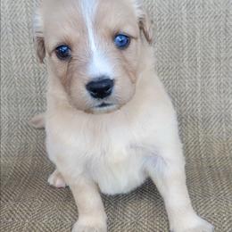 Goldie Golden Australian Retriever - Yellow female Australian Shepherd puppy in Limestone, Tennessee from Pilot Hill Teddy Bear Puppies