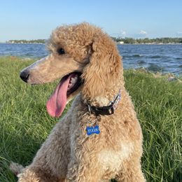 Kooper - Poodle