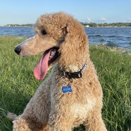 Kooper - Poodle