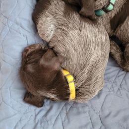 Yellow - Brown and gray male Wirehaired Pointing Griffon puppy in Maiden, North Carolina from Saint Barbara's Wirehaired Pointing Griffons