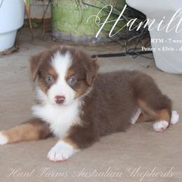 Hamilton - Red tri male Miniature Australian Shepherd puppy in Grandfield, Oklahoma from Hunt Farms Australian Shepherds