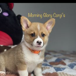 Pembroke Welsh Corgi Puppies from Morning Glory Corgis