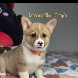 Pembroke Welsh Corgi Puppies from Morning Glory Corgis