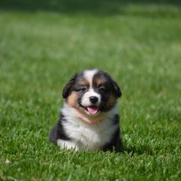Pembroke Welsh Corgi Puppies from C&G Corgis