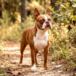 Rip - Boston Terrier