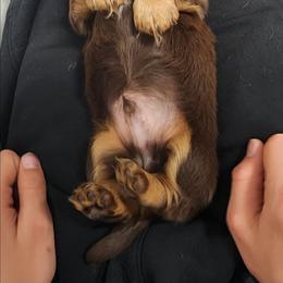 Peter (black collar) - Chocolate and tan male Dachshund puppy in Anaconda, Montana from Williams Family Dachshunds