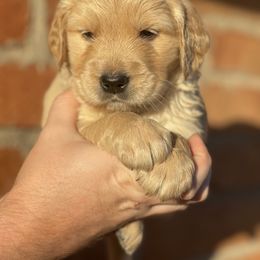 Cyrus - Golden male Golden Retriever puppy in Mc Neal, Arizona from K&N Golden Retriever Companion