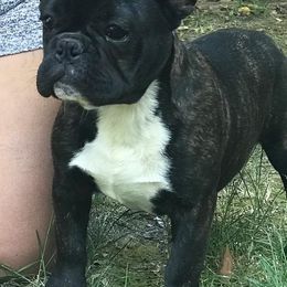 Australian Shepherds, French Bulldogs, and German Shepherds from Round of Apaws Canines