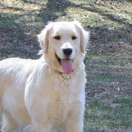 Golden Retrievers from Golden Rock Farm