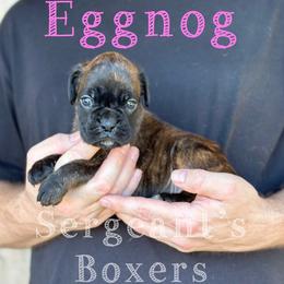 Eggnog - Brindle female Boxer puppy in Madisonville, Texas from Sergeant's Boxers