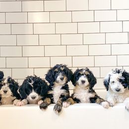 Australian Cattle Dog and Bernedoodle Puppies from Diamond U Doodles & True Grit Stockdogs
