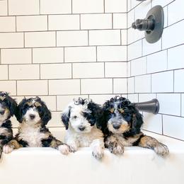 Australian Cattle Dog and Bernedoodle Puppies from Diamond U Doodles & True Grit Stockdogs