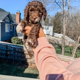 Cockapoo and Goldendoodle Puppies from My Forever Best Friend