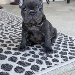 Blue girl - Blue female French Bulldog puppy in Capac, Michigan from Puddles Palace Puppies