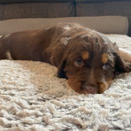 English Springer Spaniel Puppies from Timothy Naylor