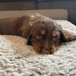 English Springer Spaniel Puppies from Timothy Naylor