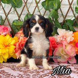Mia - Tri-color female Cavalier King Charles Spaniel puppy in Hollywood, Florida from World Class Cavaliers