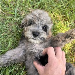 Velvet with training - Merle female Cockapoo puppy in Boonville, North Carolina from Doods & Dolls