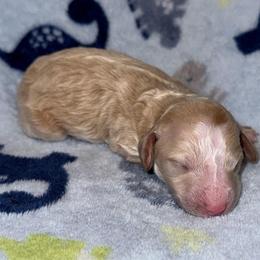 Dopey - Red  male Poodle puppy in Akeley, Minnesota from Blessed Acres Miniature Poodles