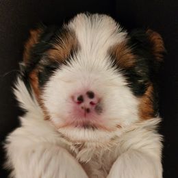 Biewer Terrier and Yorkshire Terrier Puppies from 1.StarDreamPups