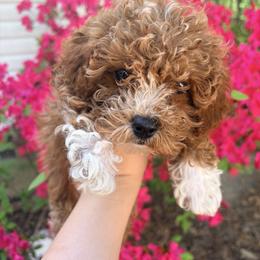 Pekingese, Poodle, and Shih Tzu Puppies from Happy puppies