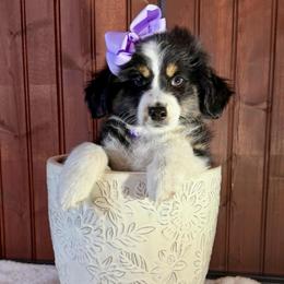 Dark purple - Black tri female Miniature Australian Shepherd puppy in 32046, Florida from River Hill Ranch