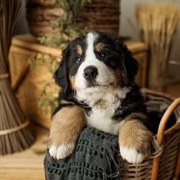 Bernese Mountain Dog Puppies from Diamond U Berners