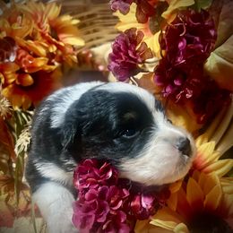 Boy 1 - Black tri-color male Australian Shepherd puppy in Newtown, Connecticut from Stepping Stone Kennel