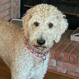 Labradoodles from Sunshine Doodles