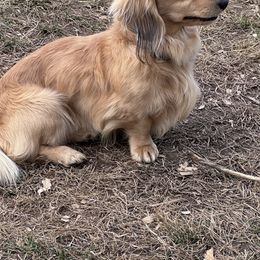 Kid - Dachshund