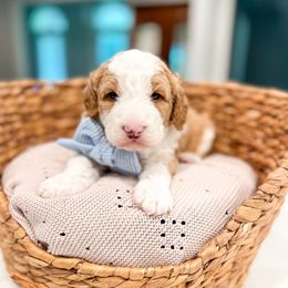 Bubbles - Red male Bernedoodle puppy in Sulphur, Louisiana from Curly Q’s Of Carlyss