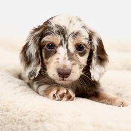 Cedar - Dachshund