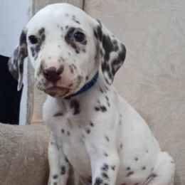 Griffin HUA (Blue Collar) - White and liver brown male Dalmatian puppy in Raymondville, Missouri from Wagner's Dalmatian's