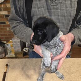 German Shorthaired Pointer Puppies from Mike's German Shorthaired Pointers