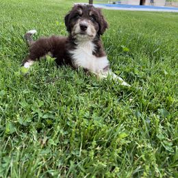 Aussiedoodle Puppies from A Dose Of Doodle