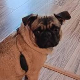 Pinay (Pin-eye) - Pug