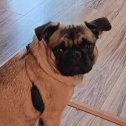 Pinay (Pin-eye) - Pug