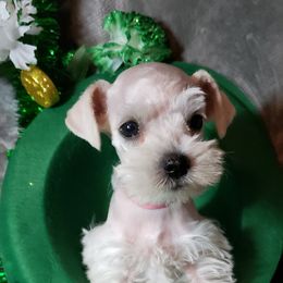 Miniature Schnauzer Puppies from Mountain View Schnauzers