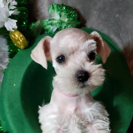 Miniature Schnauzer Puppies from Mountain View Schnauzers
