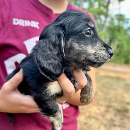 Rose AKC HEALTH GUARANTEE - Brindle female Dachshund puppy in El Dorado, Arkansas from LovelylilDoxies