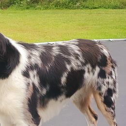 Black Mouth Curs and Miniature American Shepherds from C5 Kennels