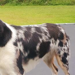 Black Mouth Curs and Miniature American Shepherds from C5 Kennels
